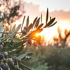 Greek olive tree in Corinth