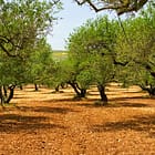 Amfissa olive grove